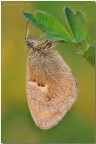 Pamphilus al primo sole Pamphilus al primo sole