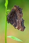Nymphalis polychloros