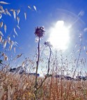 Immagine in controluce