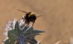 apis mellifera