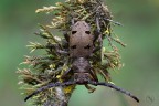 Dorcatypus tristis