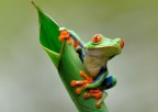 Costa Rica, Selva Verde