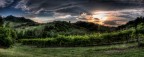 Colli Bolognesi: vigneto