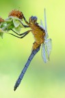 Orthetrum coerulescens Orthetrum coerulescens