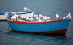Gabbiani a pesca