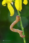 Lycia hirtaria