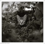 pellicola 120mm fomapan 200 creative
fotocamera zenza bronica sq-a
ottica zenzanon ps 80mm