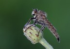 Machimus arthriticus