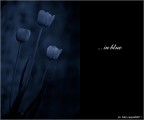 :: ... in blue