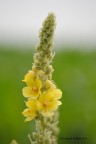 Yellow Flower