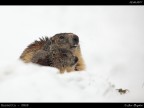 Marmotta # 1 - con cucciolo