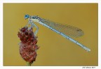 Altra Damigella