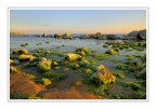 Seaweed