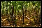 MTB|UpInTheWoods