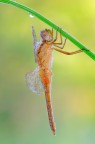 Crocothemis erythraea