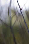 SUmaca