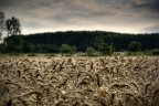 campo di grano
