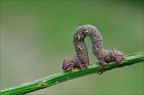 larva di Lycia hirtaria

Nikon D 7000 - Microniccor 105 mm D - f 16 - 1/30 sec - iso 400 - o EV - WB auto - treppiedi - scatto remoto - slitta micrometrica -plamp - soll. specchio - e tanta pazienza perch non stava mai fermo!

versione HR:
http://img822.imageshack.us/img822/2372/lyciahirtariad7m4695469.png

suggerimenti e critiche sempre ben accetti