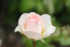Dal roseto della "Collina de oiseau" di Caen