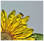 disegno fotografico