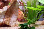Discus