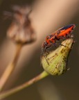 All'alba un piccolo artropode si gode i primi raggi di sole :)
Commenti e critiche ben accette...  uno dei miei primi tentativi semiseri nella macrofotografia :)