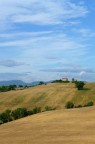 Colline marchigiane