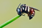 Epeoloides coecutiens