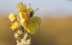 Un bel ragnone su di un fiore, impressionato mentre si cibava mezz'ora dopo l'alba :)
Qualcuno sa a che specie appartiene la bestiola? :)