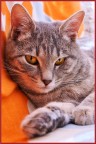 Questa  la mia gattina Chicca una dei 3 gatti che mi gironzolano per casa :-)
Ha 7 mesi ed  soprannominata Pollina.