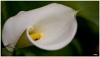 FIORE..