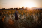 Come un girasole