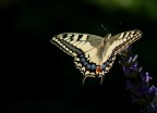 Panasonic fz38
1/640s
f/4.4
ISO 80
lunghezza focale 35 mm : 486 mm
A mano libera