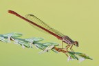 Ceriagrion tenellum