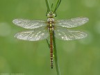 Aeshna affinis (Vander Linden, 1820) - Aeshnidae