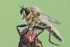 Machimus rusticus