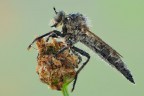 Tolmerus sp.