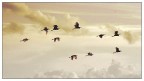 Fly high