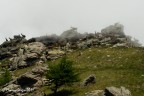 Capre nella nebbia