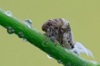 Acanalonia conica