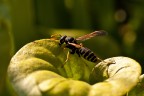 Non sono ancora riuscito a scattare una macro decente!
Spero mi diate parecchi consigli segnalandomi ogni mio errore. Metto le mani avanti dicendo che non ho usato il cavalletto.
1/100 f10 Iso 100