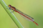 Pyrrhosoma nymphula