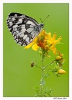 Melanargia Galathea