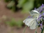 Panasonic Lumix Fz38
f/4.4
1/1000 s
iso125