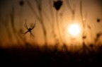 spider