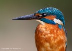 Martin pescatore comune (Alcedo atthis)