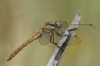 Sympetrum fonscolombii