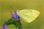 Pieris Rapae