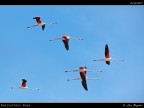 Camargue # 11