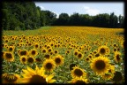 Girasoli